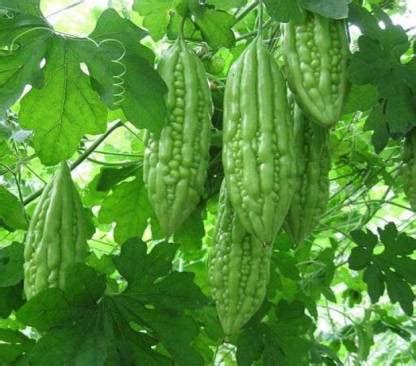 GROUNDOXY BEST QUALITY HYBRID BITTER GOURD(KARELA) SEEDS FOR YOUR HOME ...