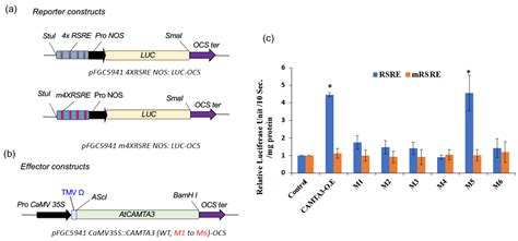 DNA-Binding Activity of CAMTA3 Is Essential for Its Function ...