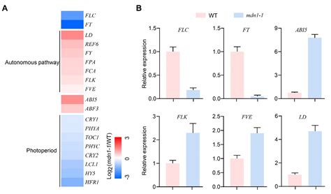 Mutation of an Essential 60S Ribosome Assembly Factor MIDASIN 1 Induces ...