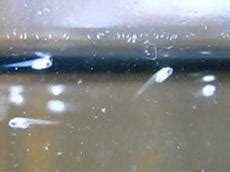 Paramecium Starter Culture for Sale in India - www.microworms.in