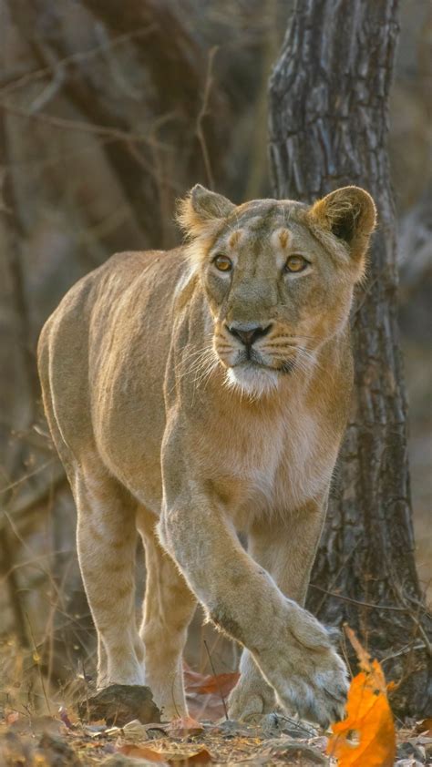 Types Of Lions In The World