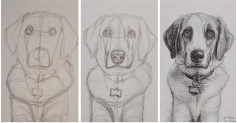 Image result for Beginner Animal Drawing Tutorials