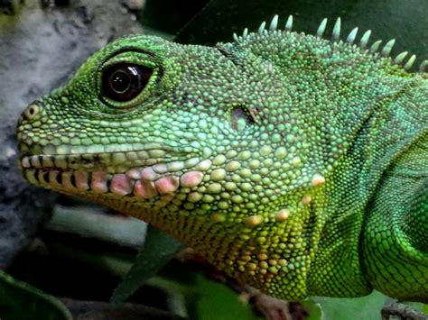 Water Dragon Chinese at Charlott Leff blog