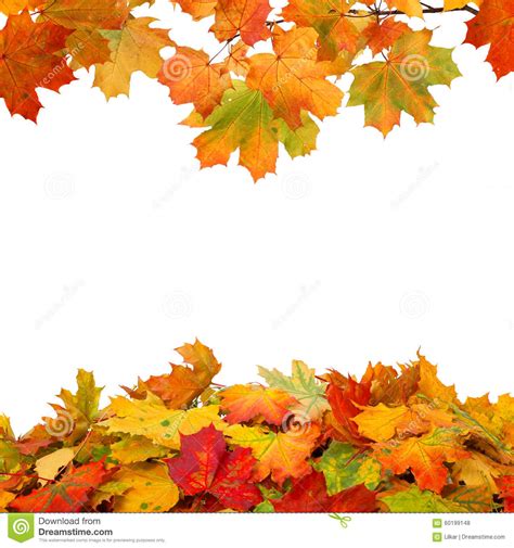 秋天背景离开白色 库存照片. 图片 包括有 下降, 模式, 秋天, 叶子, 盖子, 详细资料, 槭树, 植物群 - 60199148