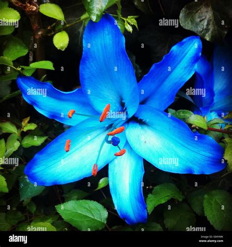 Blue Lily Flower High Resolution Stock Photography and Images - Alamy