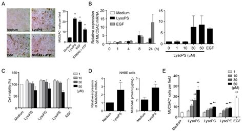 Lysophosphatidylserine Induces MUC5AC Production via the Feedforward ...