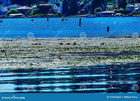 Canada Geese Lake Washington Reflections Juanita Bay Park Kirkland ...