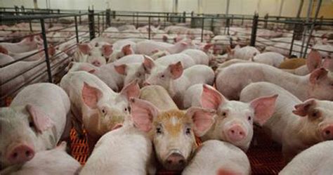 美国玉米带发展生猪养殖的做法与启示 | 爱猪网