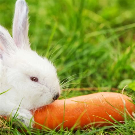 Are Rabbits Herbivores? Let's Unveil the Mystery