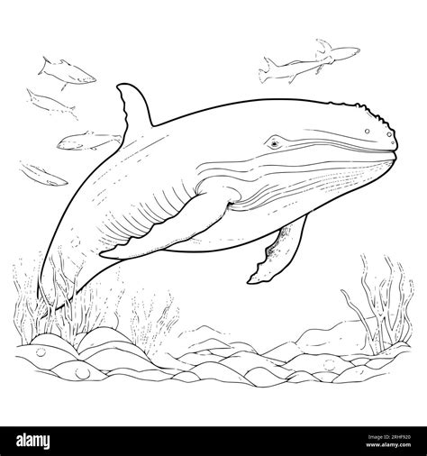 Whale Coloring Pages For Kids Kid Color Pages: Ocean Theme