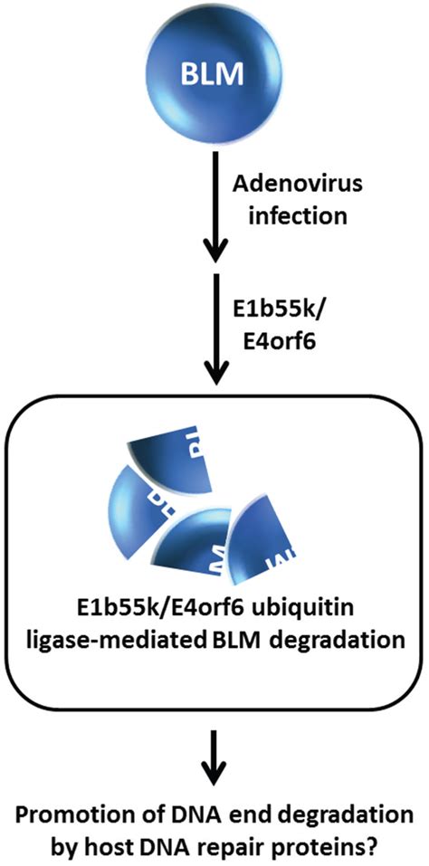 Protein Degradation Pathways Regulate the Functions of Helicases in the ...