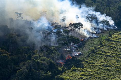 Chega de destruir a Amazônia - Greenpeace Brasil