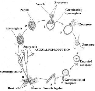 Winsome Publication: AU - Ist Year - Botany I - U 1.2