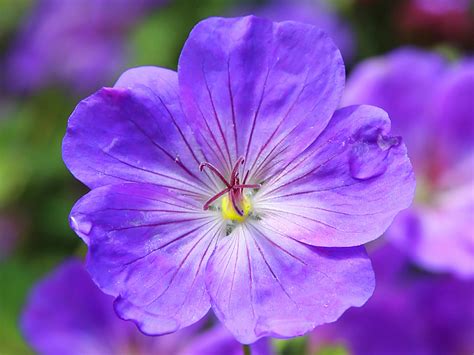 Blue and Purple Flower · Free Stock Photo