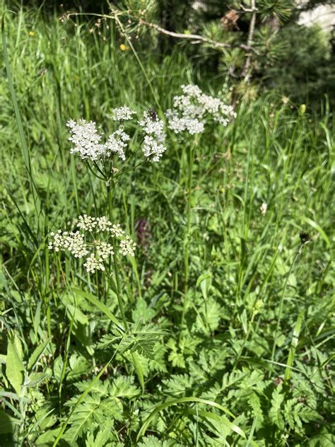 Wildflowers @ ~7,000 feet in elevation, Zermatt Switzerland : r/whatsthisplant