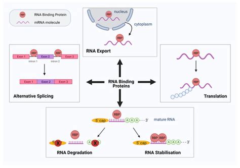 RNA-Binding Proteins Hold Key Roles in Function, Dysfunction, and Disease