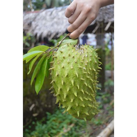 Rare Tropical Fruit Trees 的图像结果