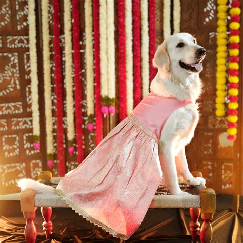 Pastel Pink & Gold banarasi Lehenga for dogs – Floof and Co