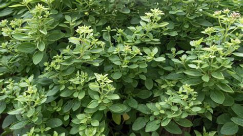 Image result for Java Spring Framework