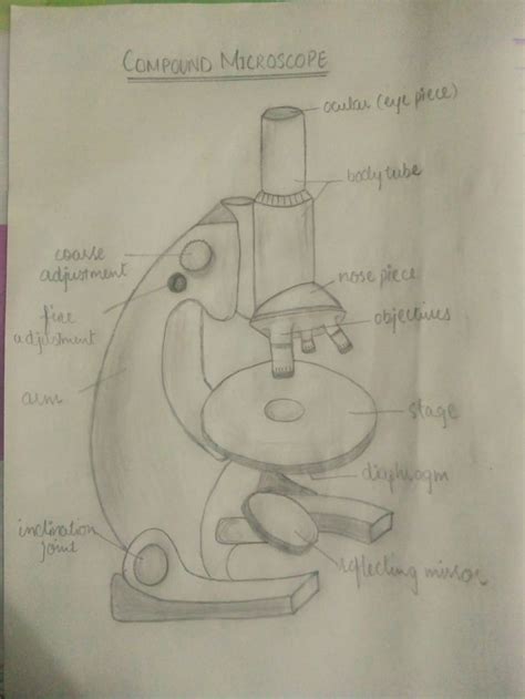 Image result for Compound Microscope Drawing