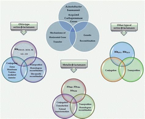 Insights on the Horizontal Gene Transfer of Carbapenemase Determinants ...