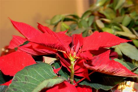 Free picture: poinsettias plants, leaves, vegetation