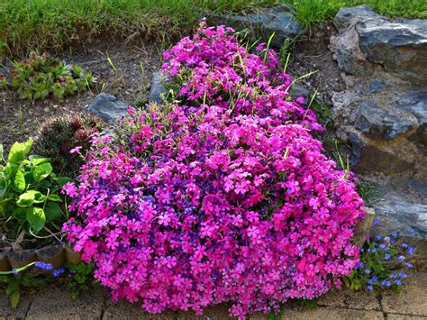 Plants For Shaded Rock Gardens | Fasci Garden