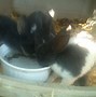 Image result for Cute Bunny Pics