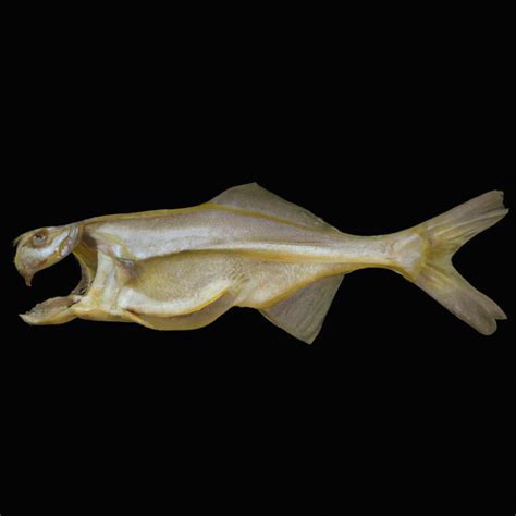 Does Cod Fish Have A Lot Of Bones? – Outlife Expert