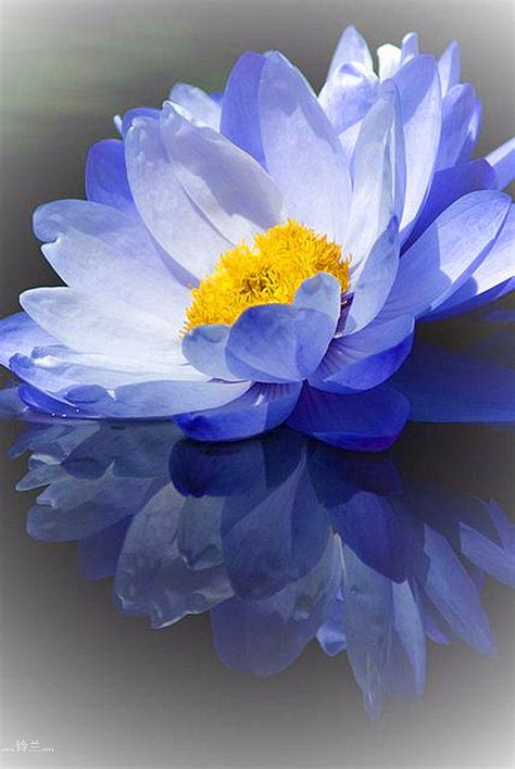 这是你见过的蓝花里 最纯粹的蓝色_凤凰网