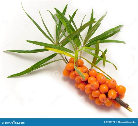 Sea-buckthorn berries stock photo. Image of bush, illness - 3209974