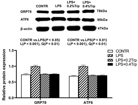 Dietary Tryptophan Supplementation Improves Antioxidant Status and ...