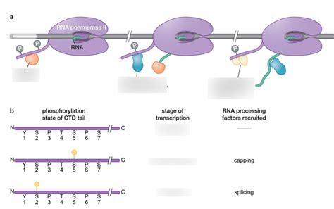 RNA Processing Steps 的图像结果