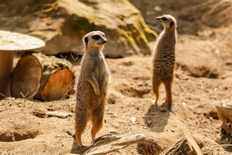 Marvellous meerkats: top 5 facts that will fascinate you! - Newquay Zoo