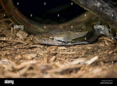Image result for Reticulated Python 32 FT