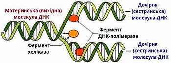 Зображення за запитом Реплікація ДНК