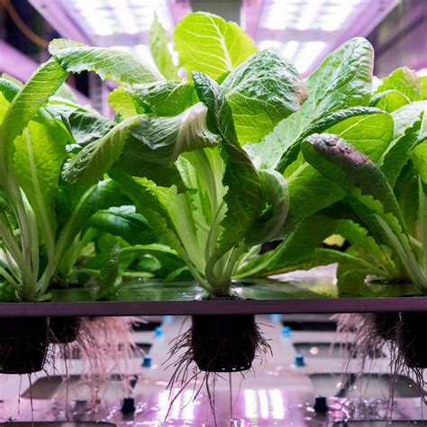 How to grow green leafy salads and lettuce indoors