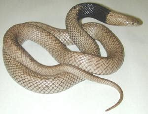 世界10大毒蛇 - 搜狗百科