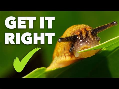 How To Stop Slugs Eating Your Plants (100% Organic) [993894]