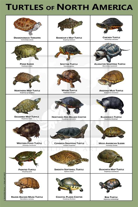 Snapping Turtle Age Chart 的图像结果
