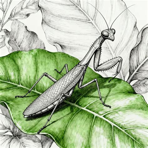Praying Mantis Drawings - AI Art Gallery
