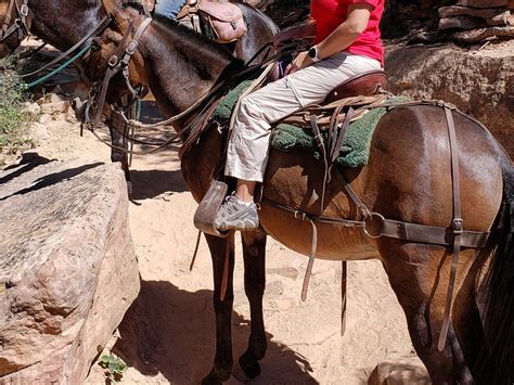 GRAND CANYON NORTH RIM MULE RIDES -TOUR (2026) All You Need to Know ...