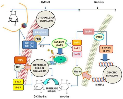 The Role of Inositols in the Hyperandrogenic Phenotypes of PCOS: A Re ...