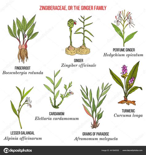 Family Of Zingiber Officinale