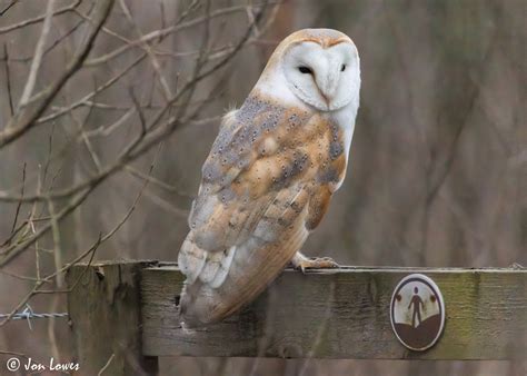 European Barn Owl (European) - eBird