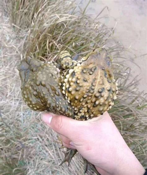 癞蛤蟆跳脚背癞蛤蟆跳脚背不咬人膈应人2022已更新今日热点