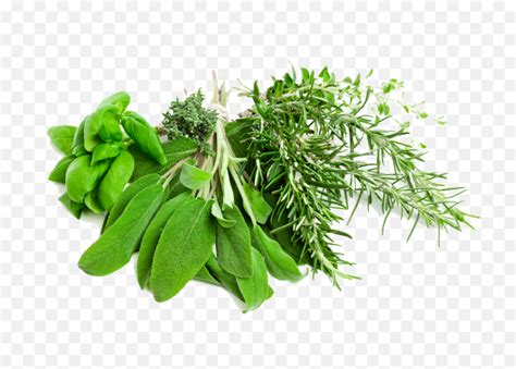 Download Free Png Herbs Pic - Herb Png,Herbs Png - free transparent png ...