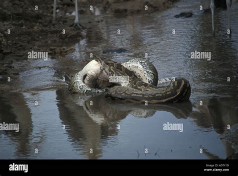 African Rock Python Eating 的图像结果