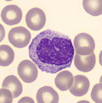 Image result for Monocyte