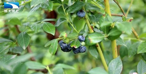 如何种蓝莓(No.9)/ 邀请大家参观一下我的简易蓝莓盆栽区域/ 蓝莓丰收了